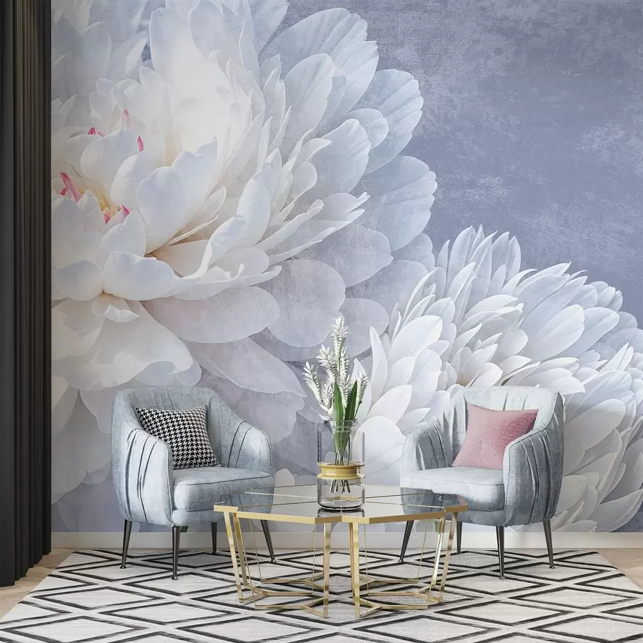 murales de pared Flores de peonía blancas con pétalos suaves y delicados sobre un fondo de textura azul pastel claro w08379