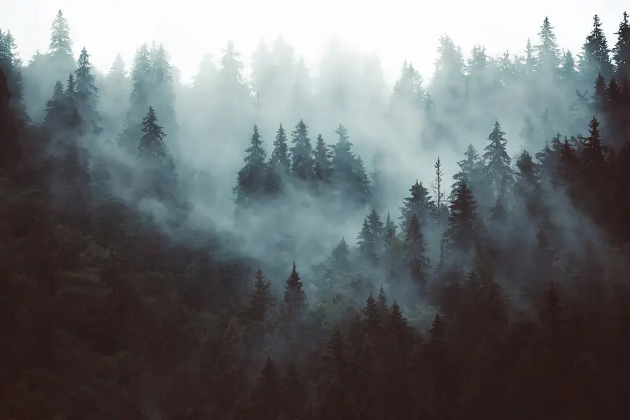 murales de pared Hermoso bosque en la niebla u54118